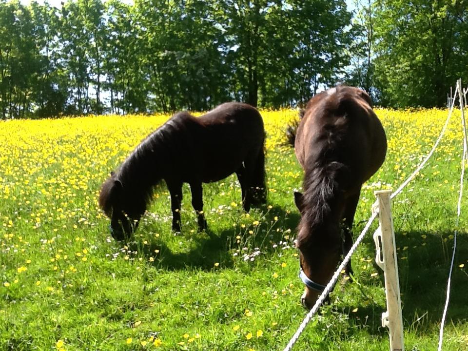 Ostsee Reetkate Langballig Buitenkant foto